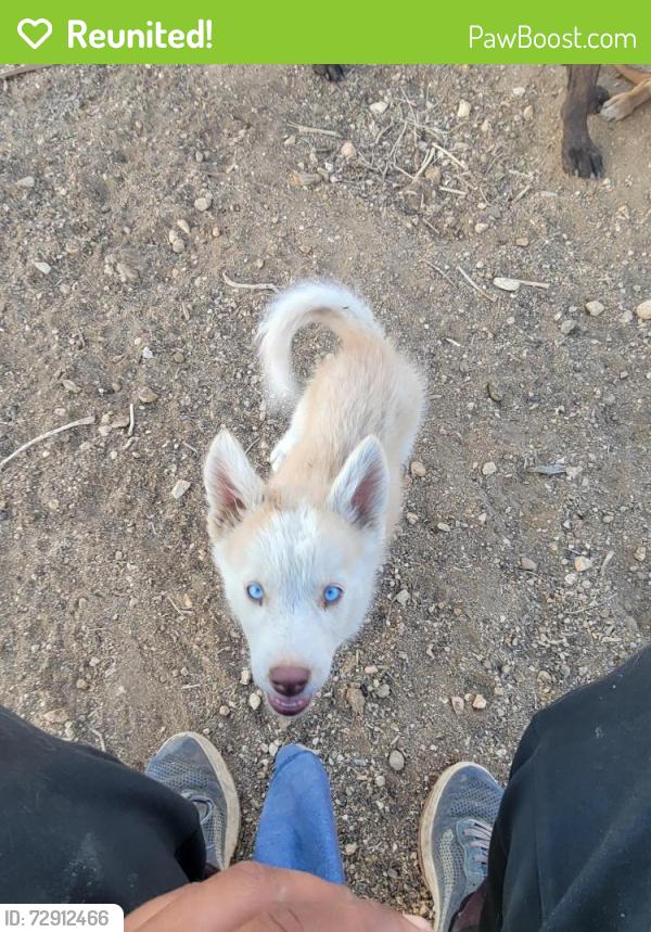 Reunited Female Dog last seen Sunset and l Ron hubbard, Los Angeles, CA 90027