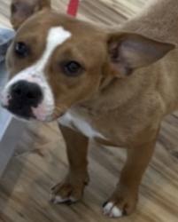 Found/Stray Female Dog last seen Plano Rd, Richardson, TX 75081