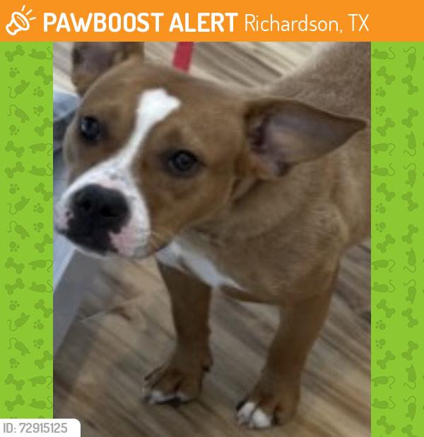Found/Stray Female Dog last seen Plano Rd, Richardson, TX 75081
