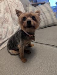 Reunited Female Dog last seen Near Larkspur Dr, Quarryville, PA 17566, USA, Quarryville, PA 17566