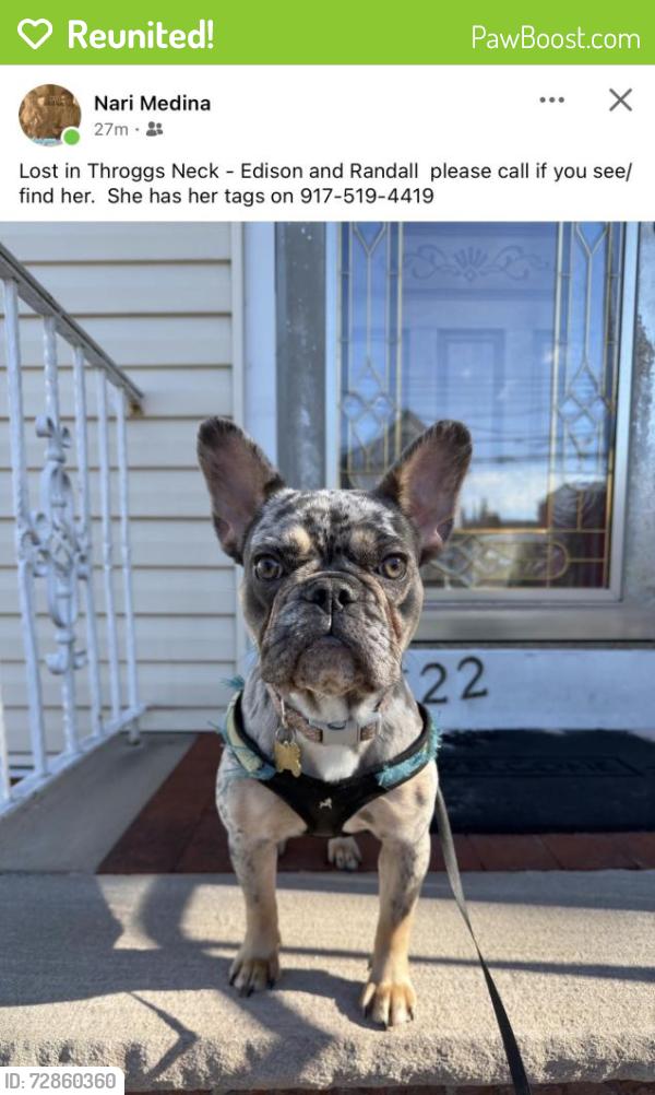 Reunited Female Dog last seen Edison and Randall, The Bronx, NY 10465
