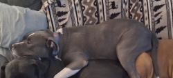 Reunited Male Dog last seen Edward n Hines dr, Detroit, MI 48223