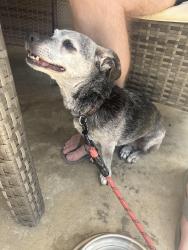 Reunited Female Dog last seen Fireway Dr. and Erith St., San Diego, CA 92111