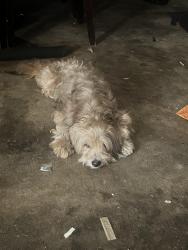 Reunited Male Dog last seen Near Mendocino dr, Houston, TX 77083
