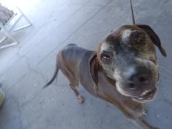 Found/Stray Male Dog last seen Harney and Reynold, Bartow, FL 33830