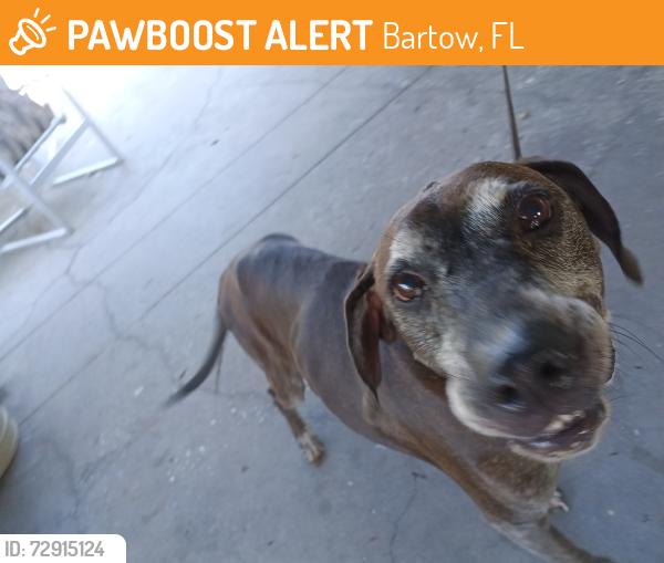 Found/Stray Male Dog last seen Harney and Reynold, Bartow, FL 33830