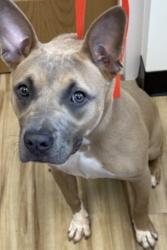 Found/Stray Female Dog last seen Belt Line Rd, Richardson, TX 75080