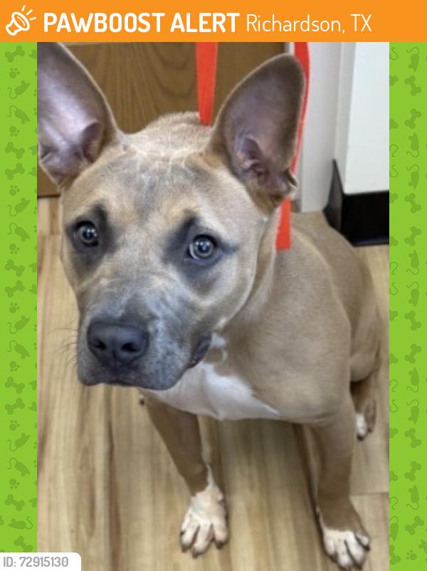 Found/Stray Female Dog last seen Belt Line Rd, Richardson, TX 75080
