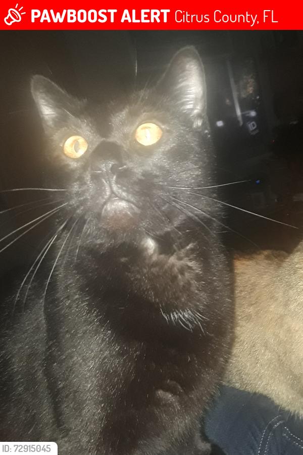 Lost Male Cat last seen N. Rock Crusher Rd. near Venable, Citrus County, FL 34429