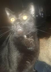 Lost Male Cat last seen N. Rock Crusher Rd. near Venable, Citrus County, FL 34429