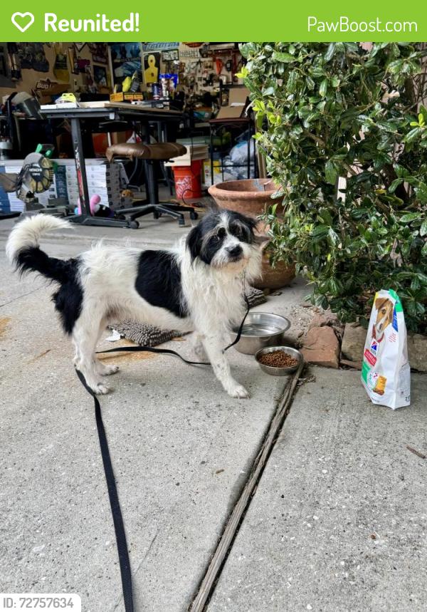 Reunited Male Dog last seen Tug Ct., Porter, Tx , Porter, TX 77365