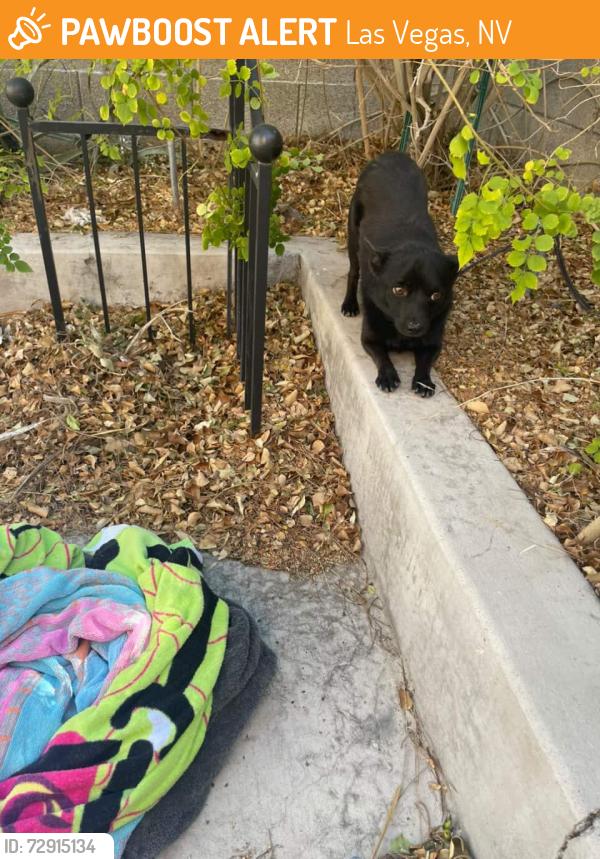 Found/Stray Male Dog last seen N cimmeron and carmon, Las Vegas, NV 89128