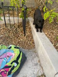 Found/Stray Male Dog last seen N cimmeron and carmon, Las Vegas, NV 89128