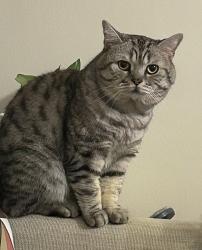 Reunited Male Cat last seen Wakefield by Montessori Academy, Yonkers, NY 10704