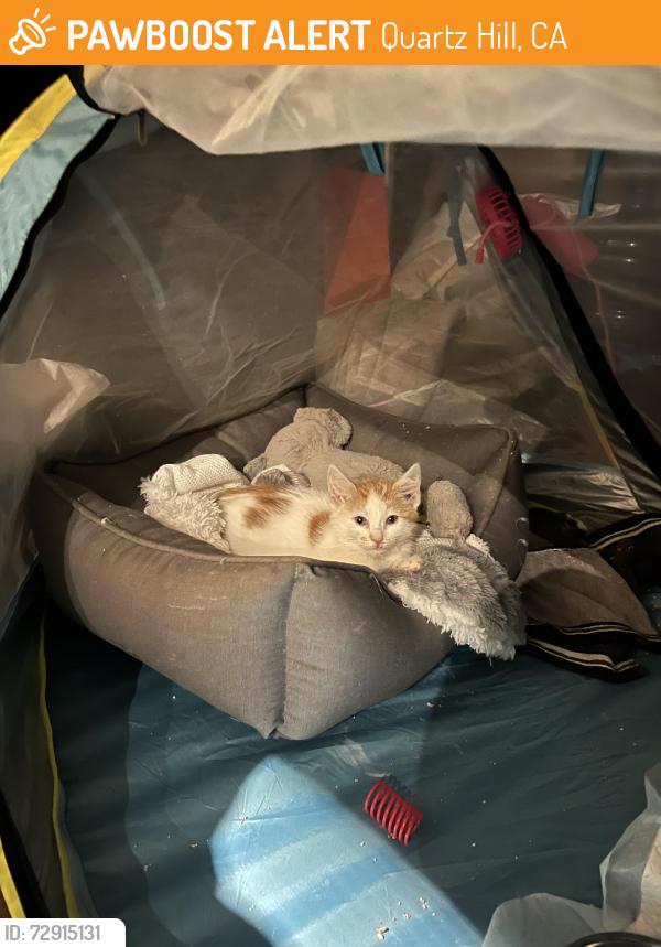 Found/Stray Female Cat last seen Trio , Quartz Hill, CA 93536