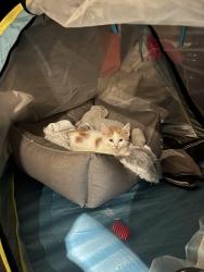 Found/Stray Female Cat last seen Trio , Quartz Hill, CA 93536