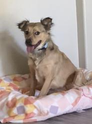 Reunited Female Dog last seen Near W Beardsley Rd, Peoria, AZ 85382, USA, Peoria, AZ 85382