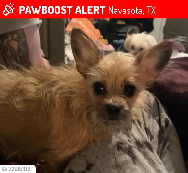 Lost Female Dog last seen Given away illegally in Grimes county around 203 Foster St  Navasota Texas , Navasota, TX 77868