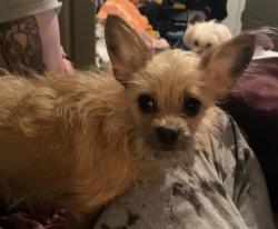 Lost Female Dog last seen Given away illegally in Grimes county around 203 Foster St  Navasota Texas , Navasota, TX 77868