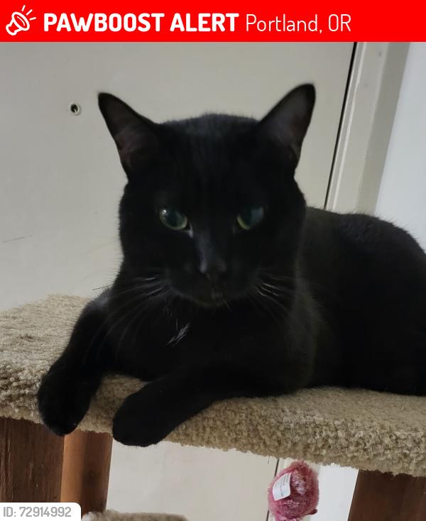 Lost Male Cat last seen 135th se division, Portland, OR 97233