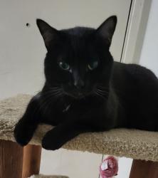 Lost Male Cat last seen 135th se division, Portland, OR 97233