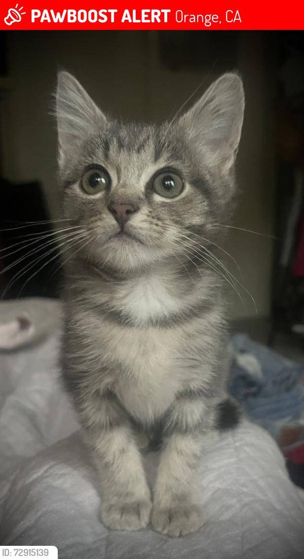 Lost Female Cat last seen Culver and Orange, Orange, CA 92866