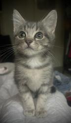 Lost Female Cat last seen Culver and Orange, Orange, CA 92866