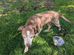 Found/Stray Male Dog last seen Devon Place, Vista, Vista, CA 92084