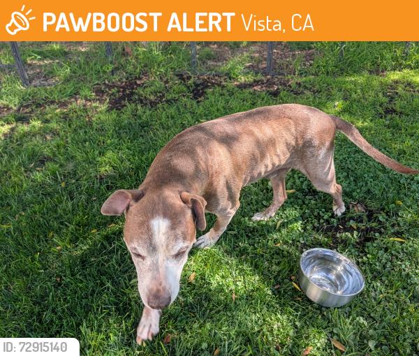 Found/Stray Male Dog last seen Devon Place, Vista, Vista, CA 92084