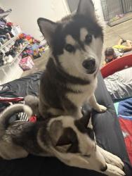 Lost Male Dog last seen 19th & southern ave, Phoenix, AZ 85041