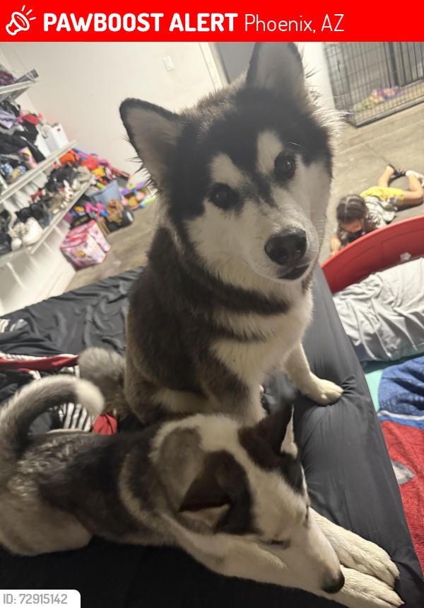 Lost Male Dog last seen 19th & southern ave, Phoenix, AZ 85041