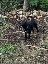 Found/Stray Female Dog last seen Westridge and Brewster rd off of old springville , Jefferson County, AL 35235