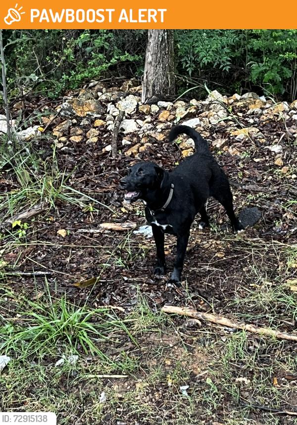 Found/Stray Female Dog last seen Westridge and Brewster rd off of old springville , Jefferson County, AL 35235