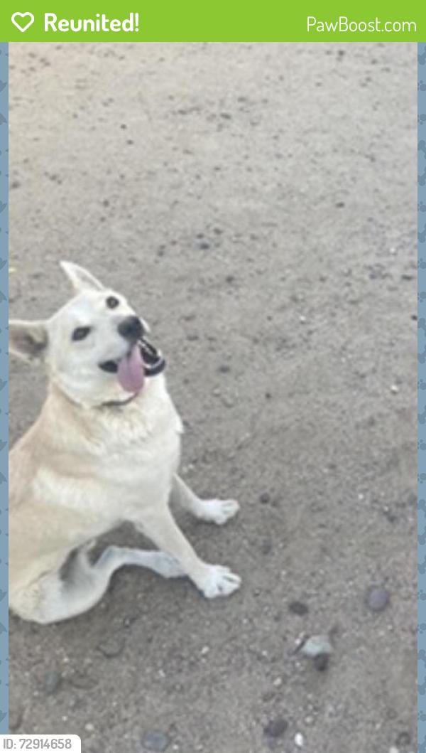 Reunited Male Dog last seen Mesa Linda and Blazing Star , Victorville, CA 92392