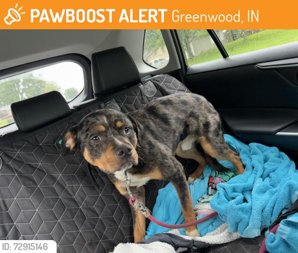 Found/Stray Male Dog last seen Main Street, Greenwood, IN 46142