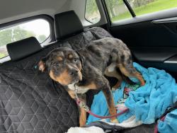Found/Stray Male Dog last seen Main Street, Greenwood, IN 46142