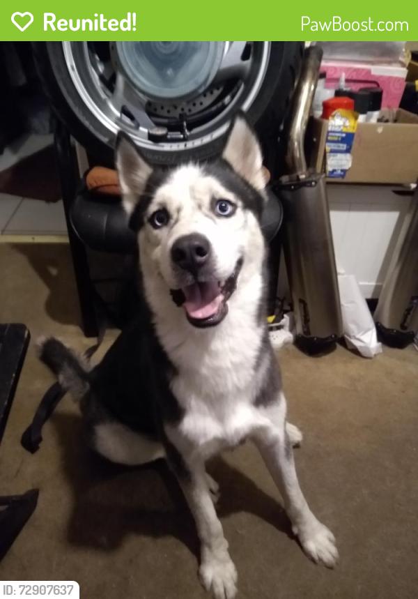 Reunited Male Dog last seen Western , Los Angeles, CA 90003