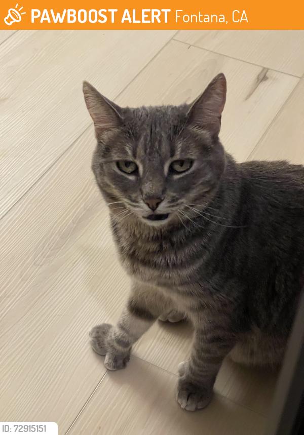 Found/Stray Female Cat last seen citrus ave, Fontana, CA 92336