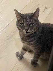 Found/Stray Female Cat last seen citrus ave, Fontana, CA 92336