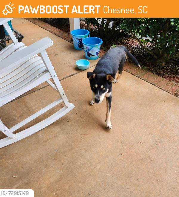 Found/Stray Female Dog last seen Parris Bridge , Chesnee, SC 29323