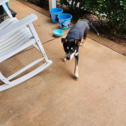 Found/Stray Female Dog last seen Parris Bridge , Chesnee, SC 29323