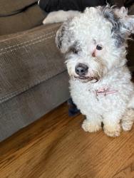 Found/Stray Female Dog last seen warren ln and n exton ave, Inglewood, CA 90302