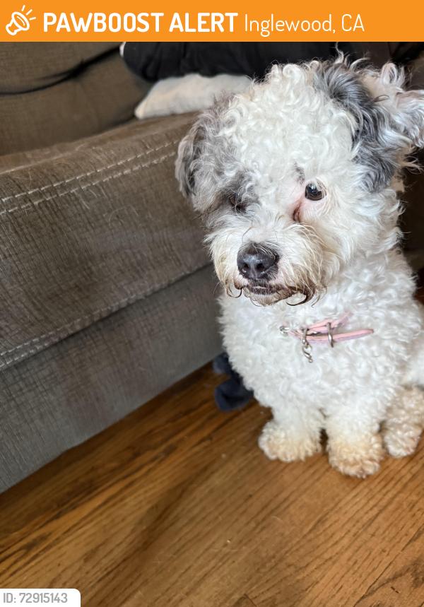 Found/Stray Female Dog last seen warren ln and n exton ave, Inglewood, CA 90302