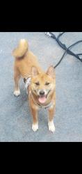 Reunited Female Dog last seen Near Rising Sun Ave & Robins St, Philadelphia, PA 19111