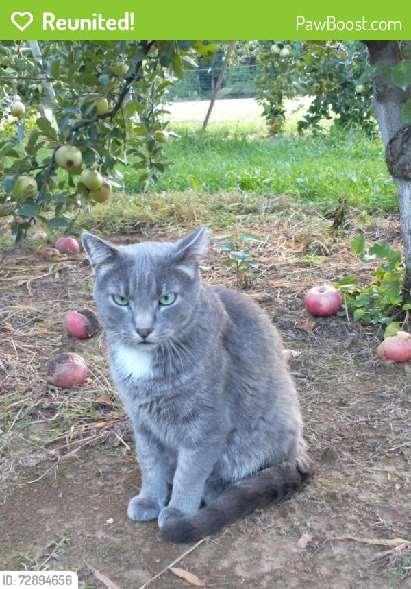 Reunited Male Cat last seen Jain Center Cloverly MD , Briggs Chaney Rd, MD 20866