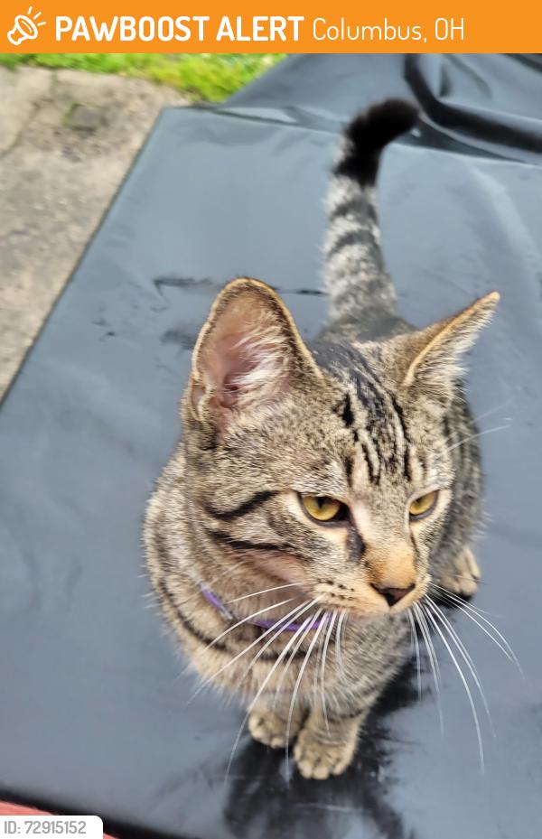 Found/Stray Male Cat last seen Near Barclay Sq, Columbus, OH 43209, Columbus, OH 43209