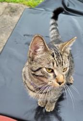 Found/Stray Male Cat last seen Near Barclay Sq, Columbus, OH 43209, Columbus, OH 43209
