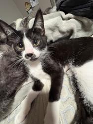 Reunited Female Cat last seen Near 35th Ave NE, Arlington, WA 98223, USA, Arlington, WA 98223