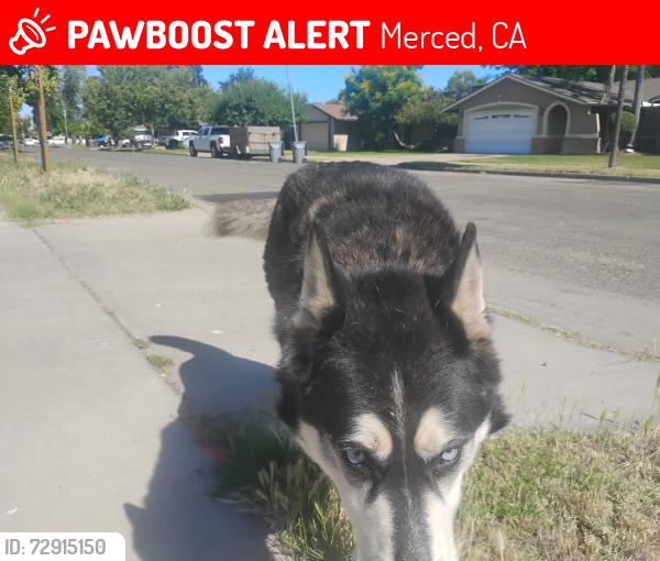 Lost Unknown Dog last seen Twain Harte Court, Merced, CA 95340
