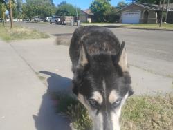 Lost Unknown Dog last seen Twain Harte Court, Merced, CA 95340